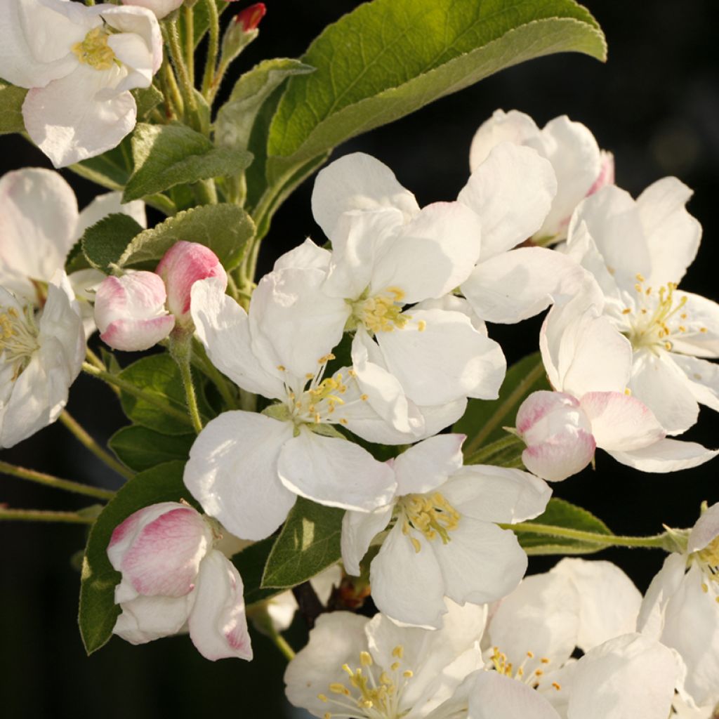 Manzano de flor Pom'Zai