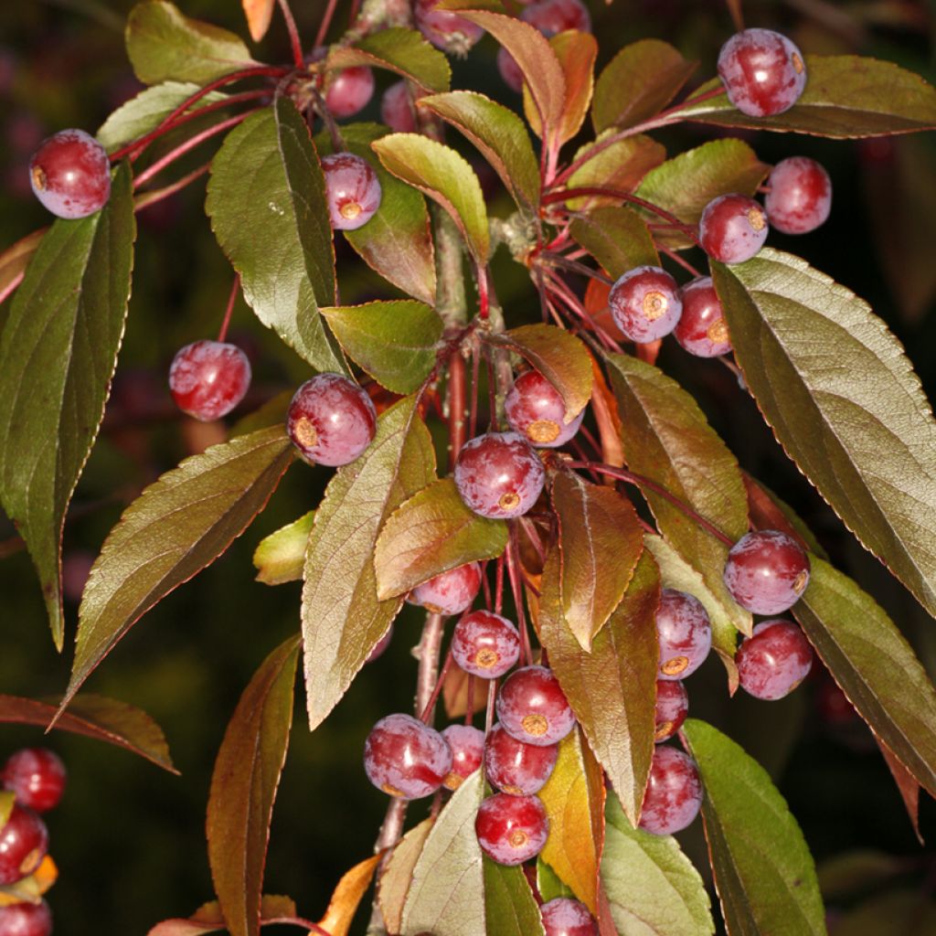 Manzano de flor purpurea Paul Hauber