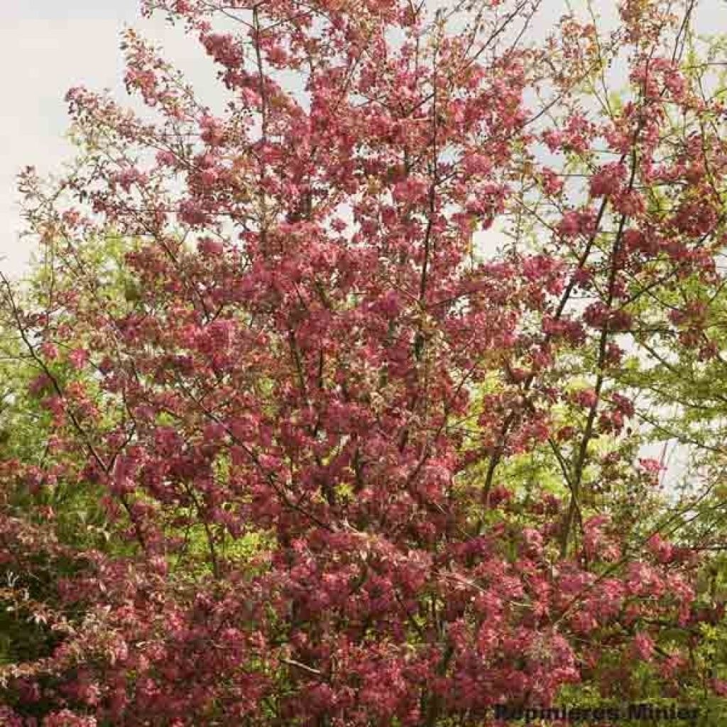 Pommier d'ornement - Malus Coccinella Courtarou