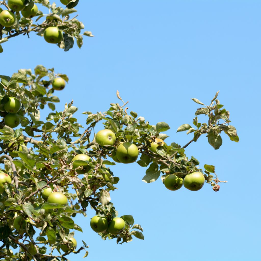 Pommier Bramley's Seedling