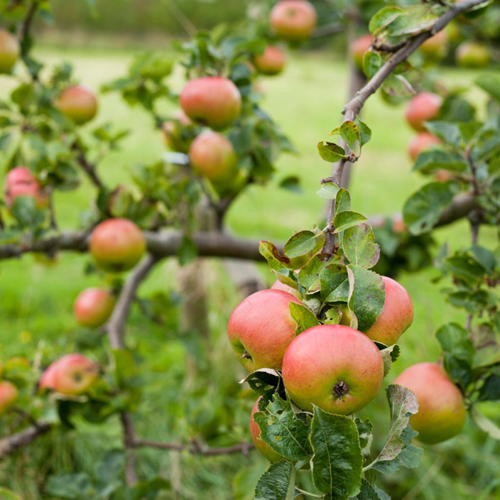 Pommier Bramley's Seedling