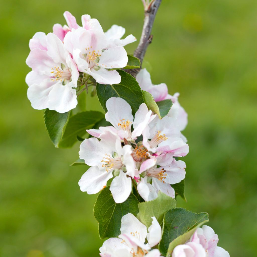 Pommier Bramley's Seedling