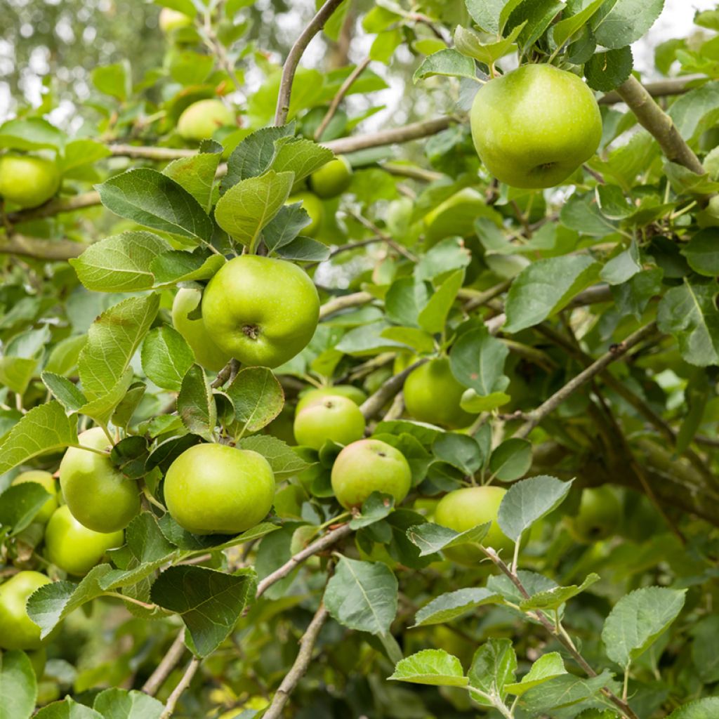 Pommier Bramley's Seedling