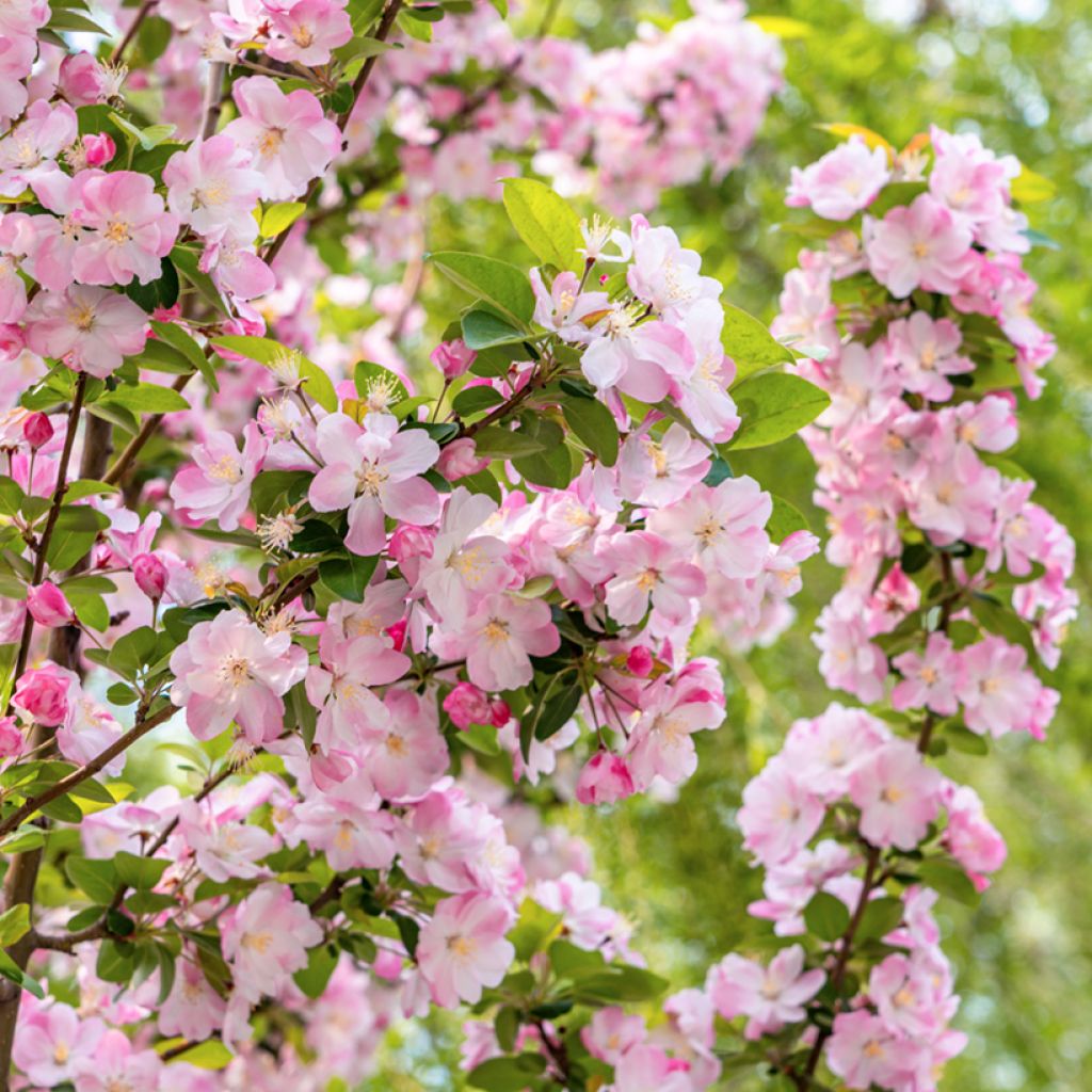 Malus micromalus - Manzano de flor