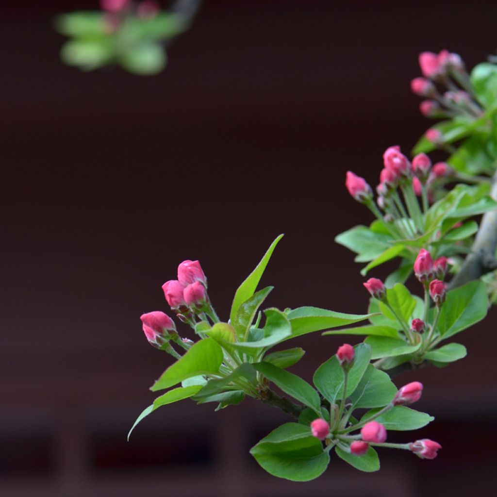 Malus micromalus - Manzano de flor