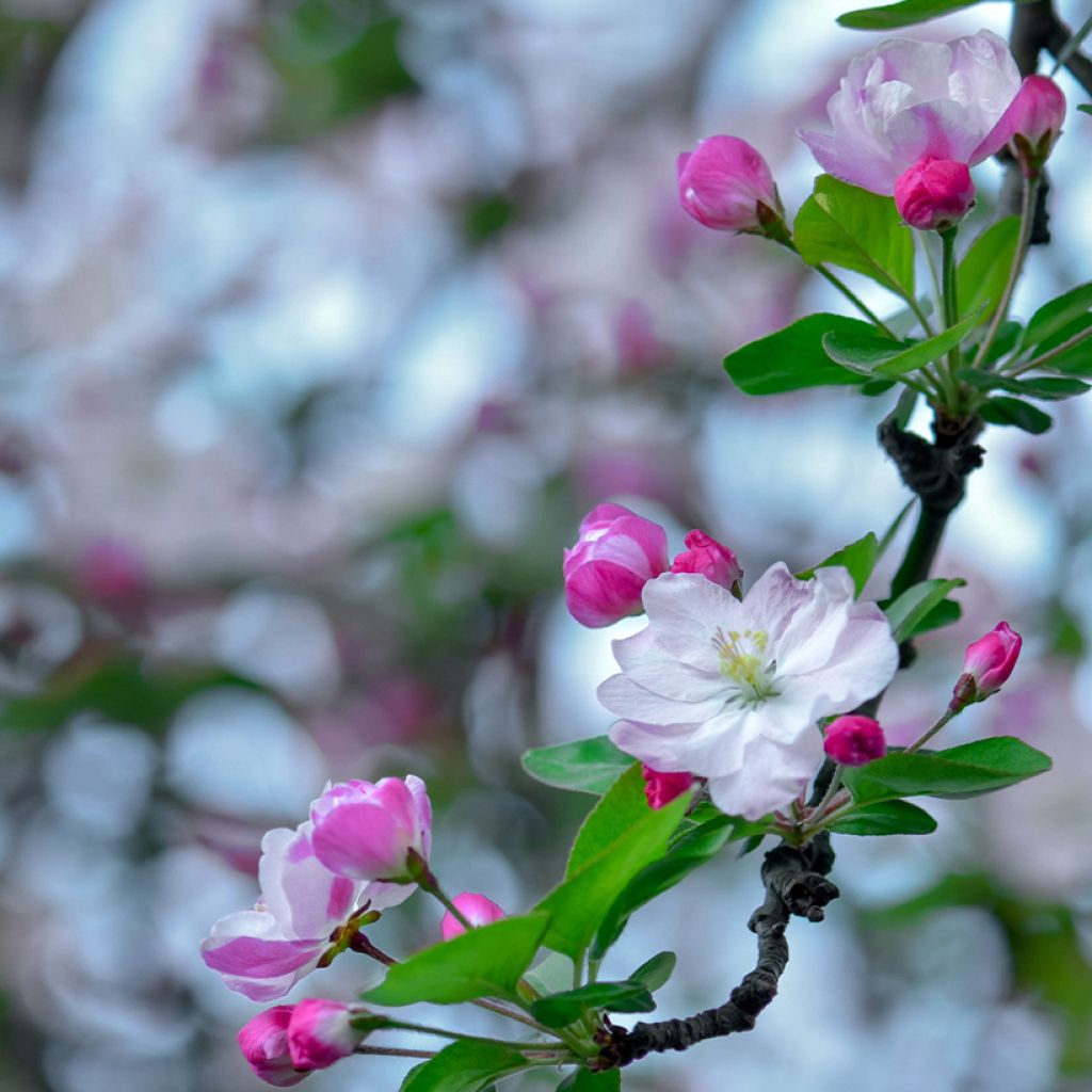 Malus micromalus - Manzano de flor