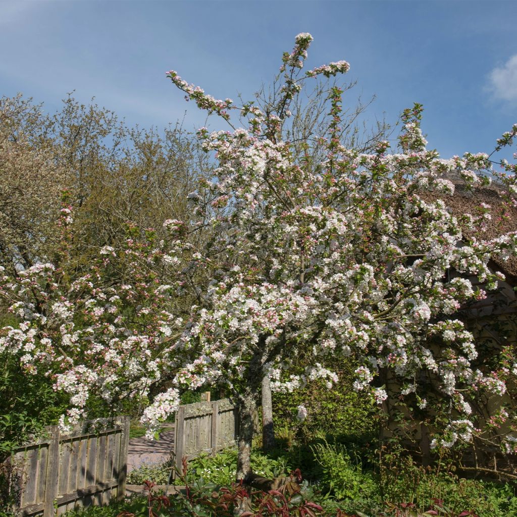 Pommier - Malus Red Jewel