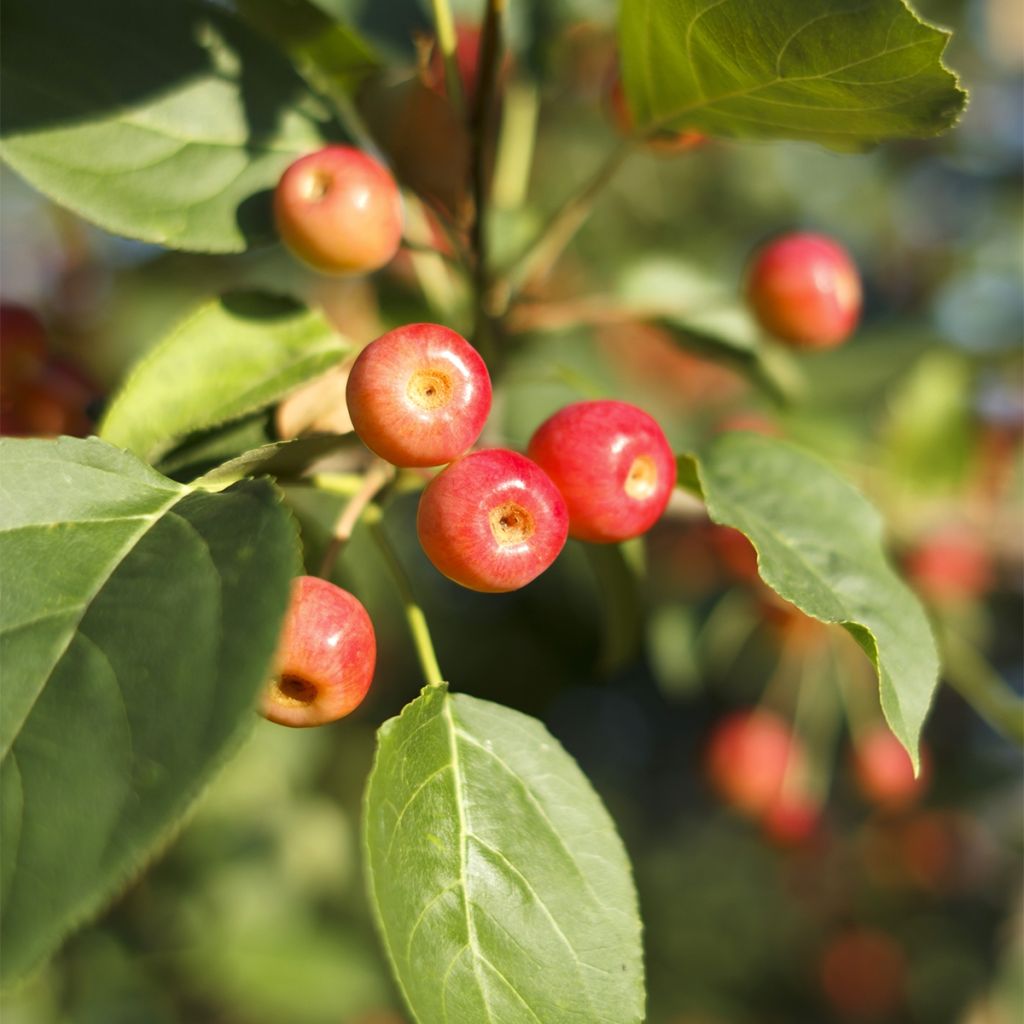 Pommier - Malus Red Jewel