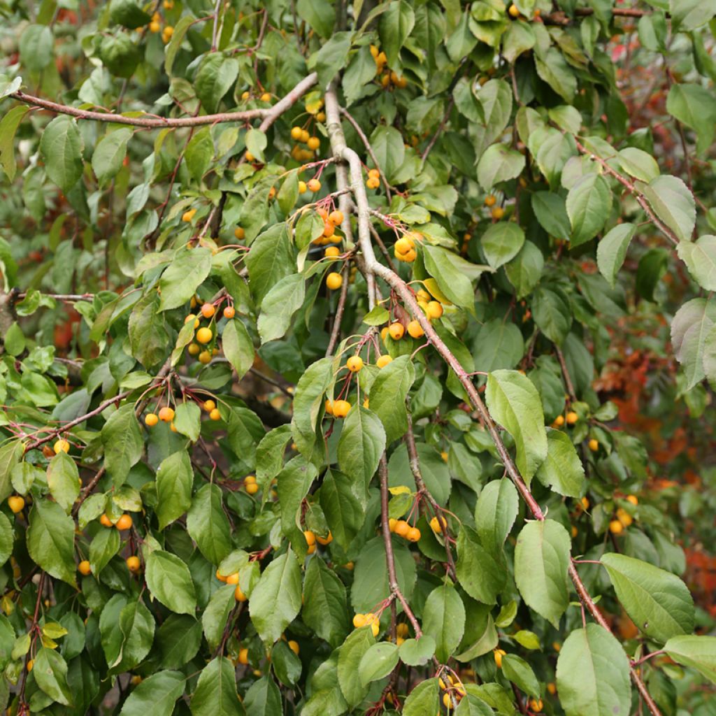 Malus sachalinensis Pendula - Manzano de flor