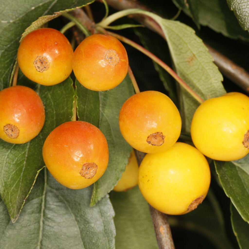 Malus sachalinensis Pendula - Manzano de flor