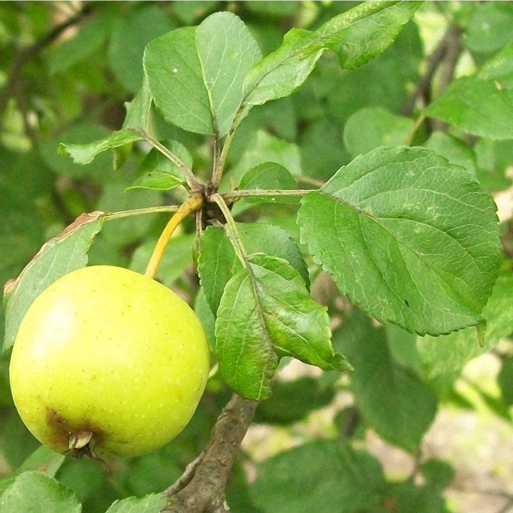 Malus sylvestris - Pommier sauvage