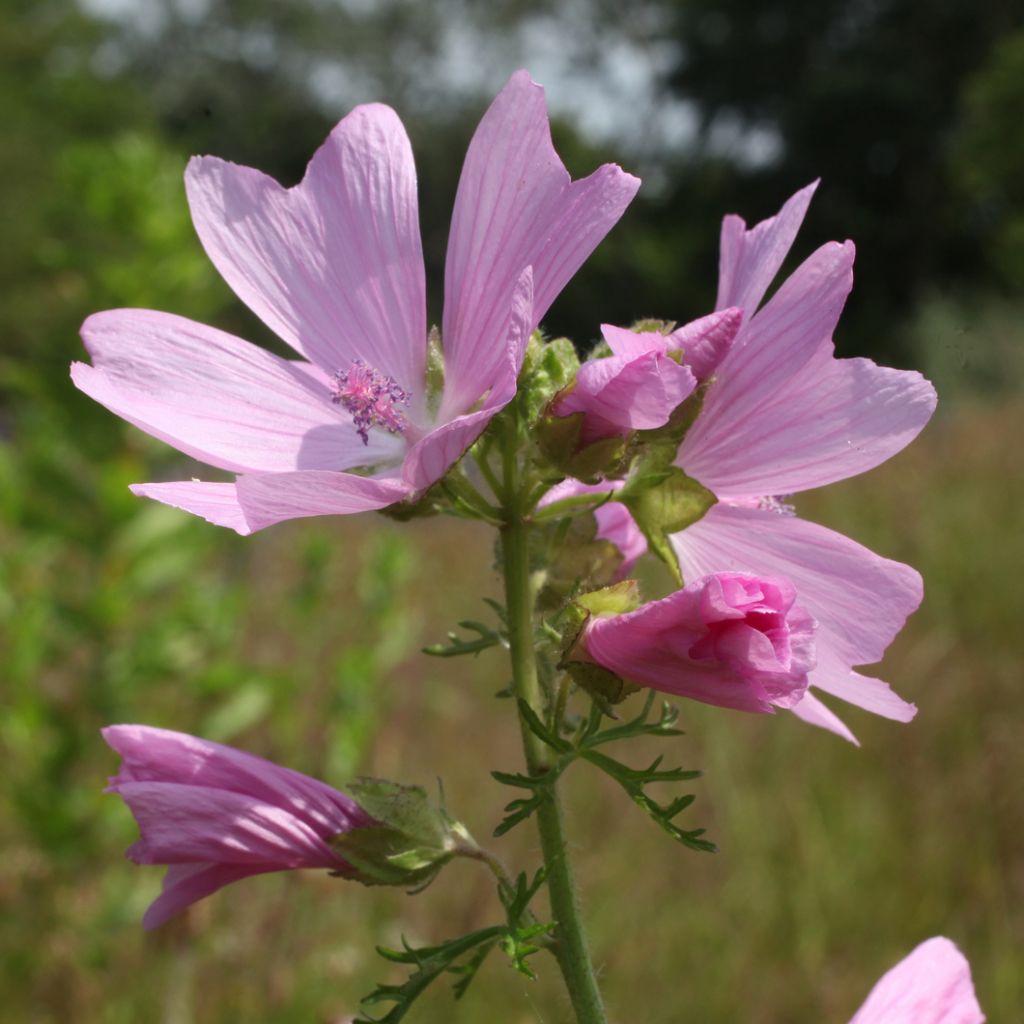 Malava moscada rosea - Malva moschata