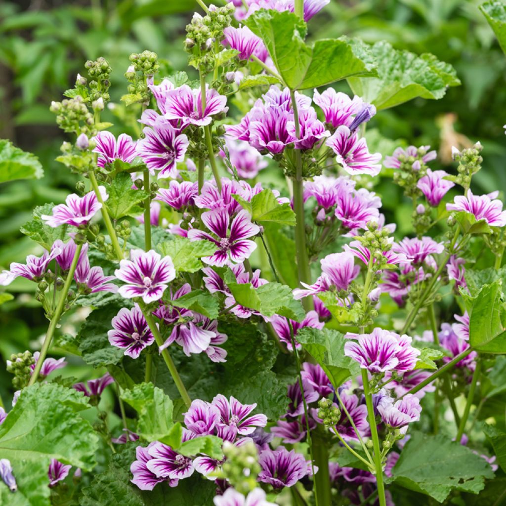 Malva común Zebrina Blue - Malva sylvestris