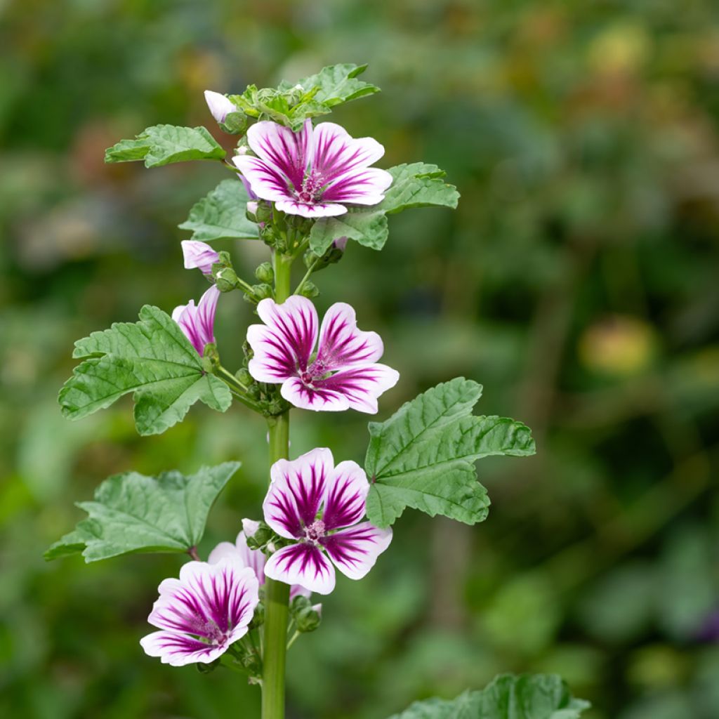 Malva común Zebrina Blue - Malva sylvestris