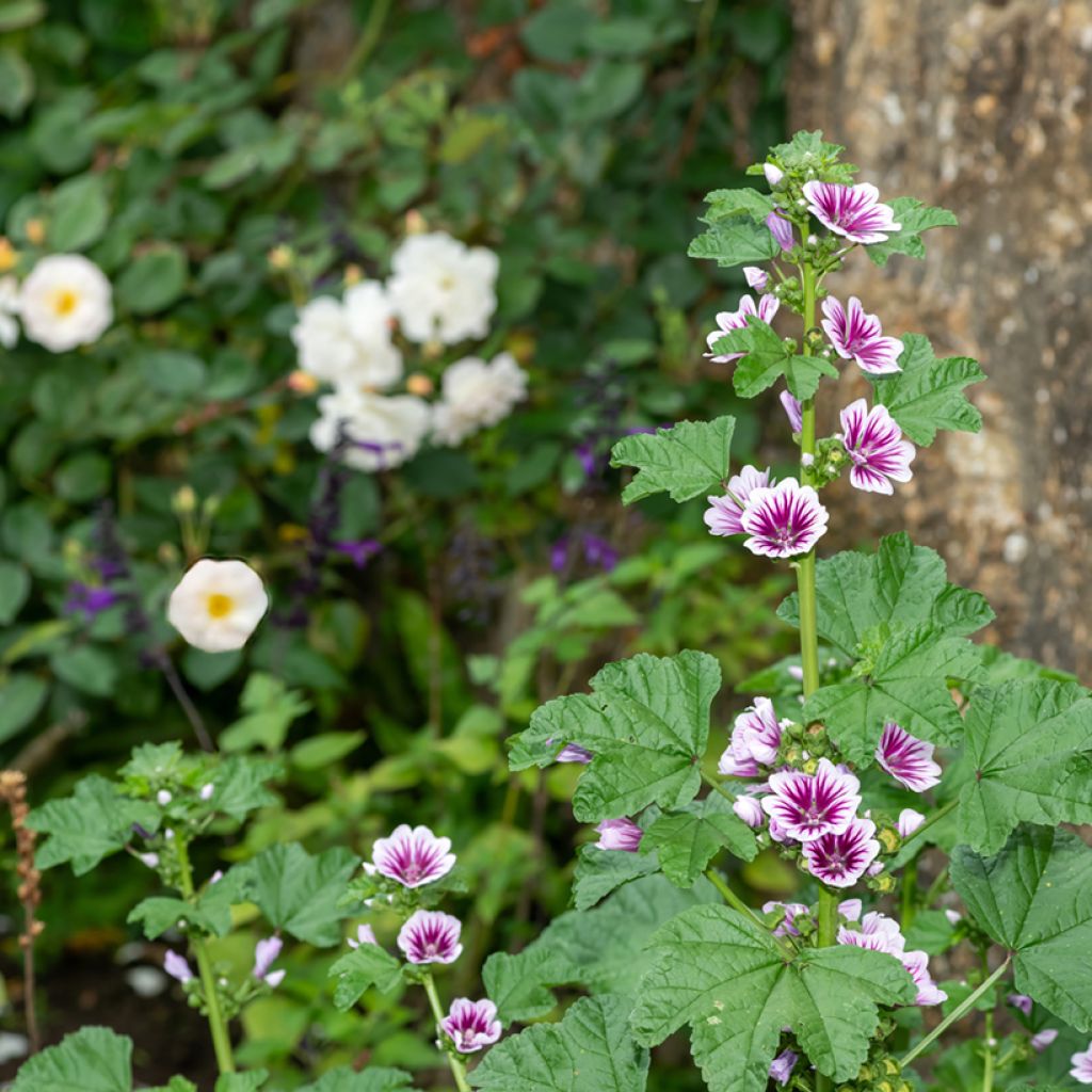 Malva común Zebrina Blue - Malva sylvestris