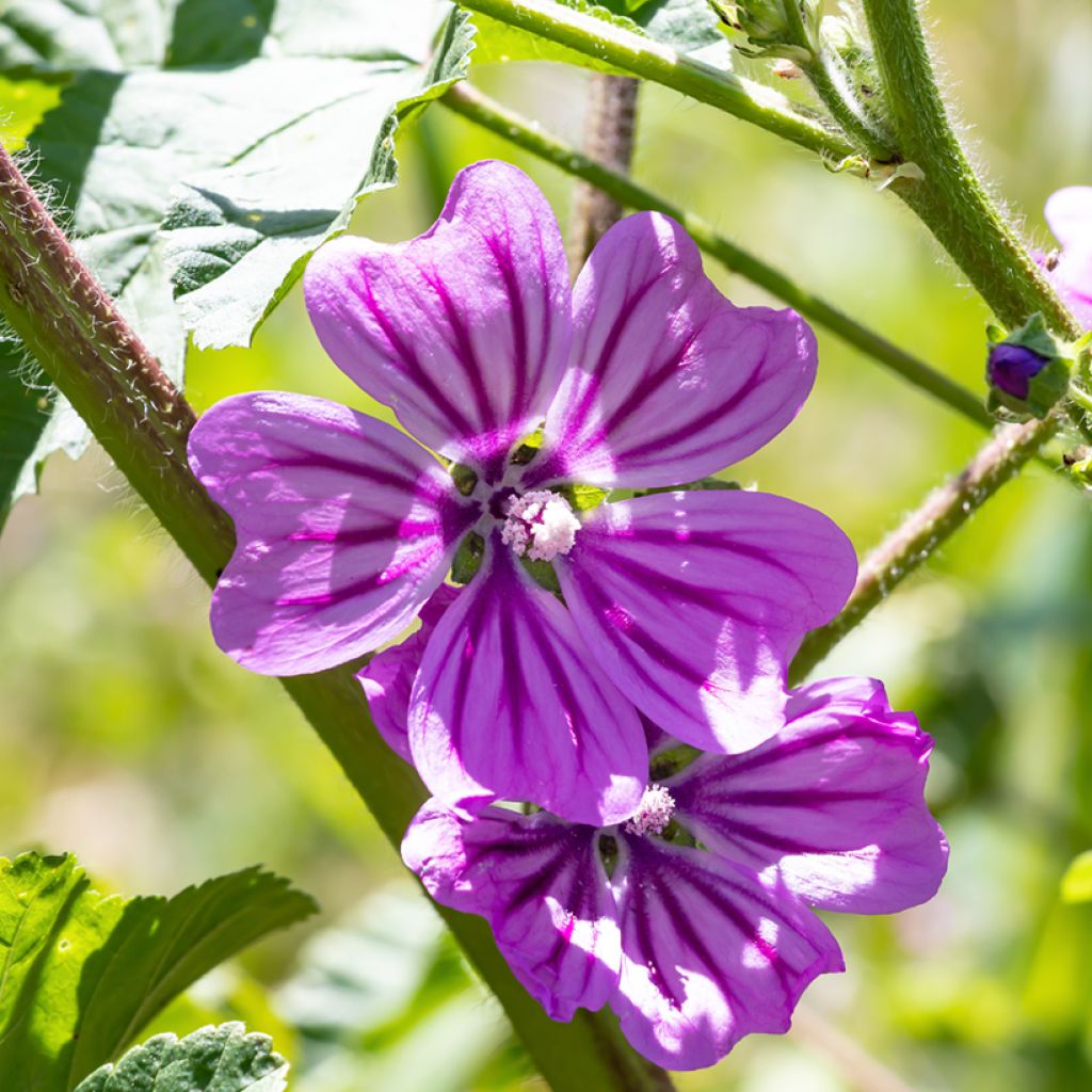 Malva común Zebrina Blue - Malva sylvestris