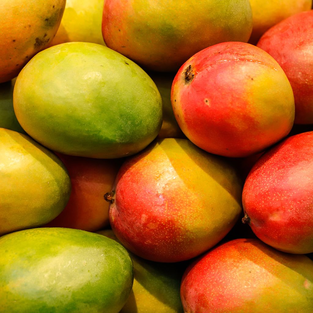 Mango - Mangifera indica