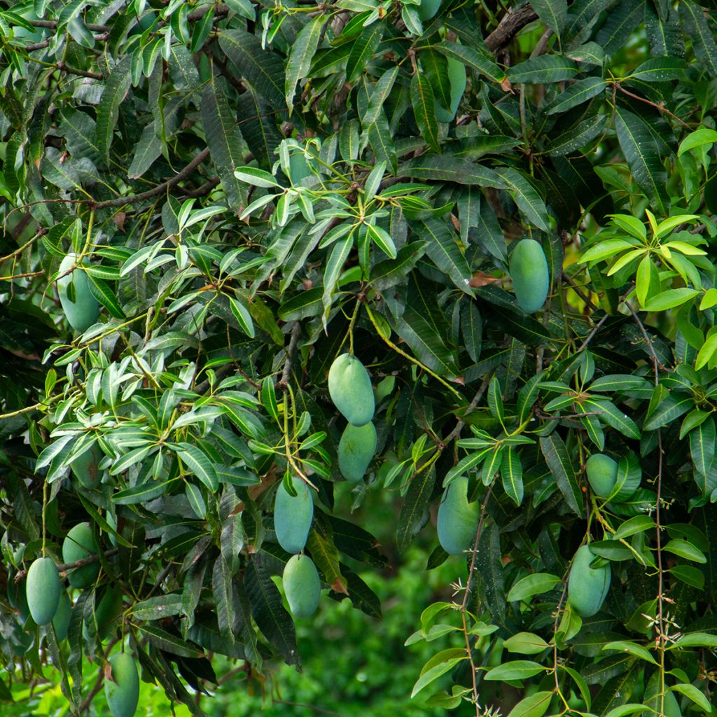 Mango - Mangifera indica