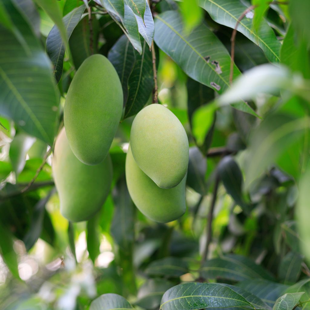 Mangifera indica - Mango