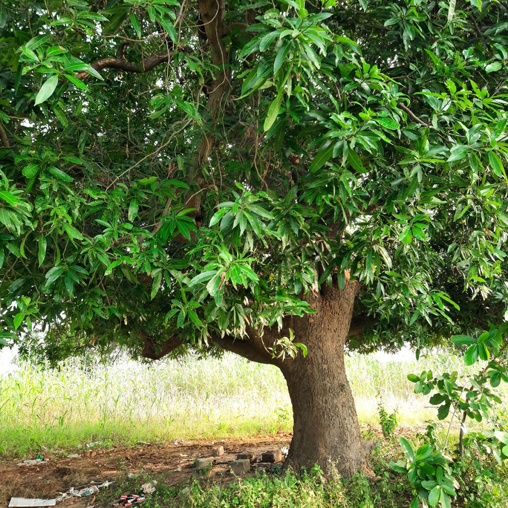 Mango - Mangifera indica