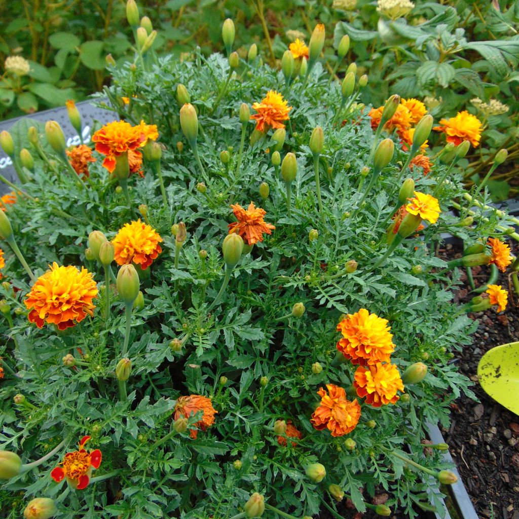 Graines d'Oeillet d’Inde Mowgli Bicolour - Tagetes patula