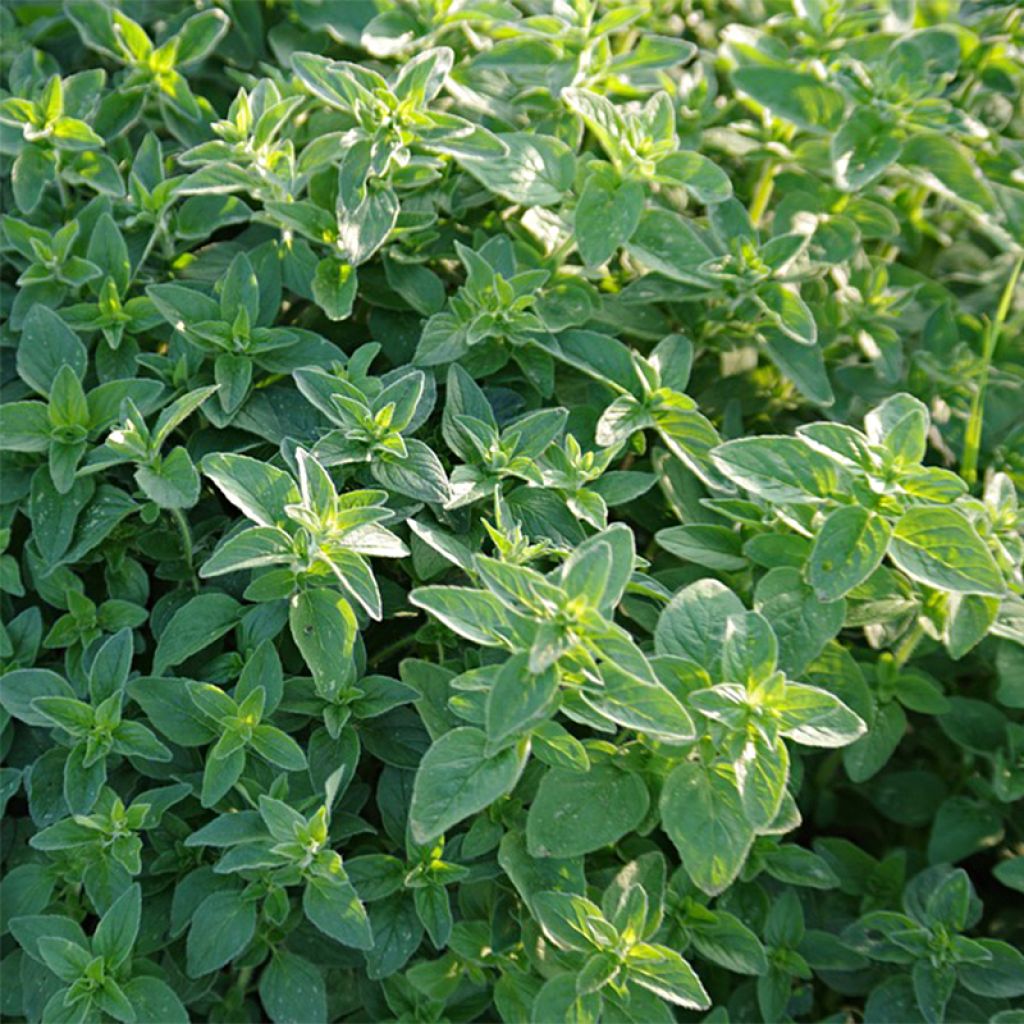 Marjolaine annuelle - Origanum Marjorana