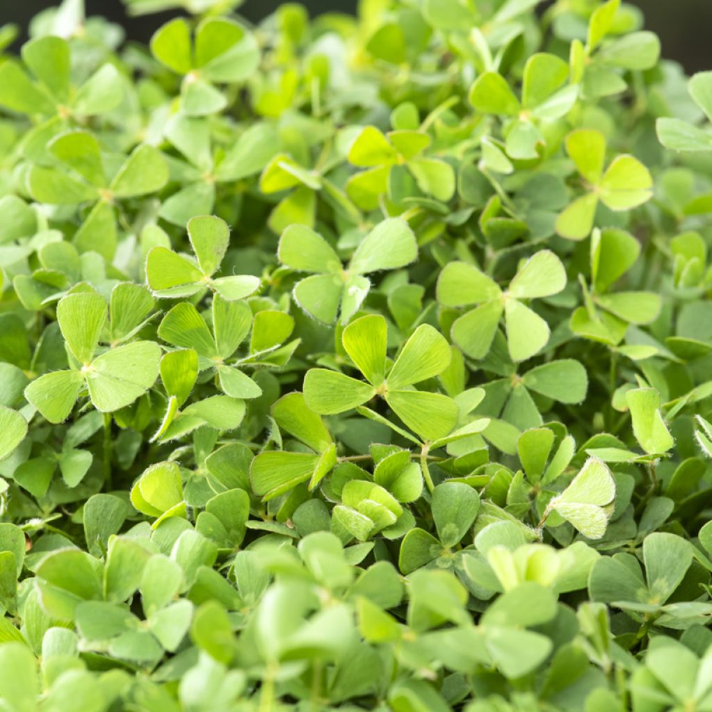 Marsilea quadrifolia - Trébol de cuatro hojas acuático