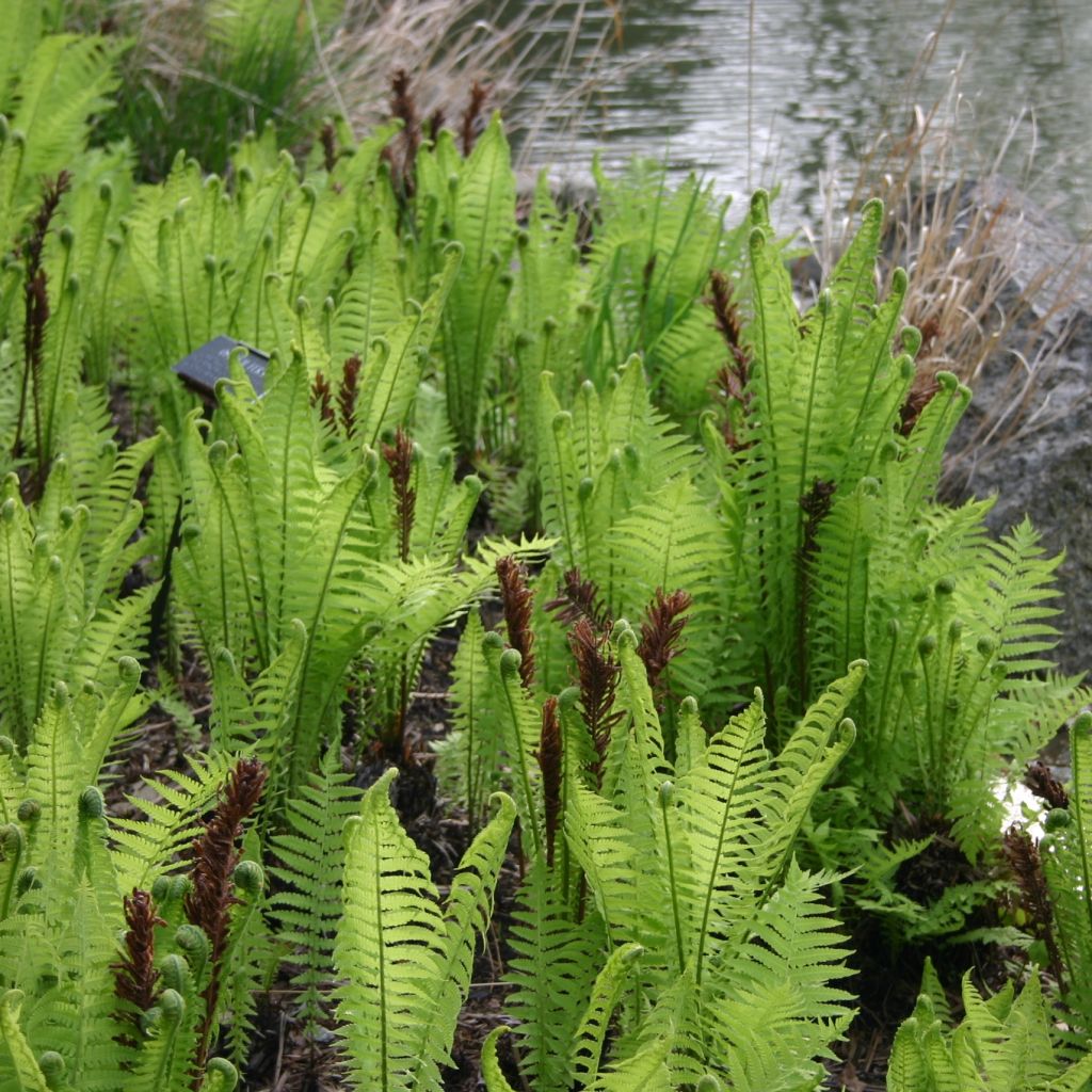 Matteuccia struthiopteris - Helecho avestruz