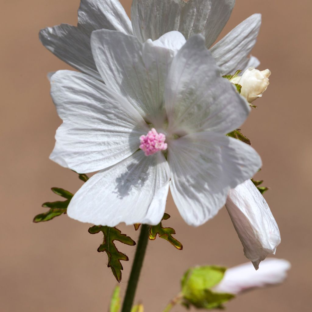 Malava moscada Alba - Malva moschata