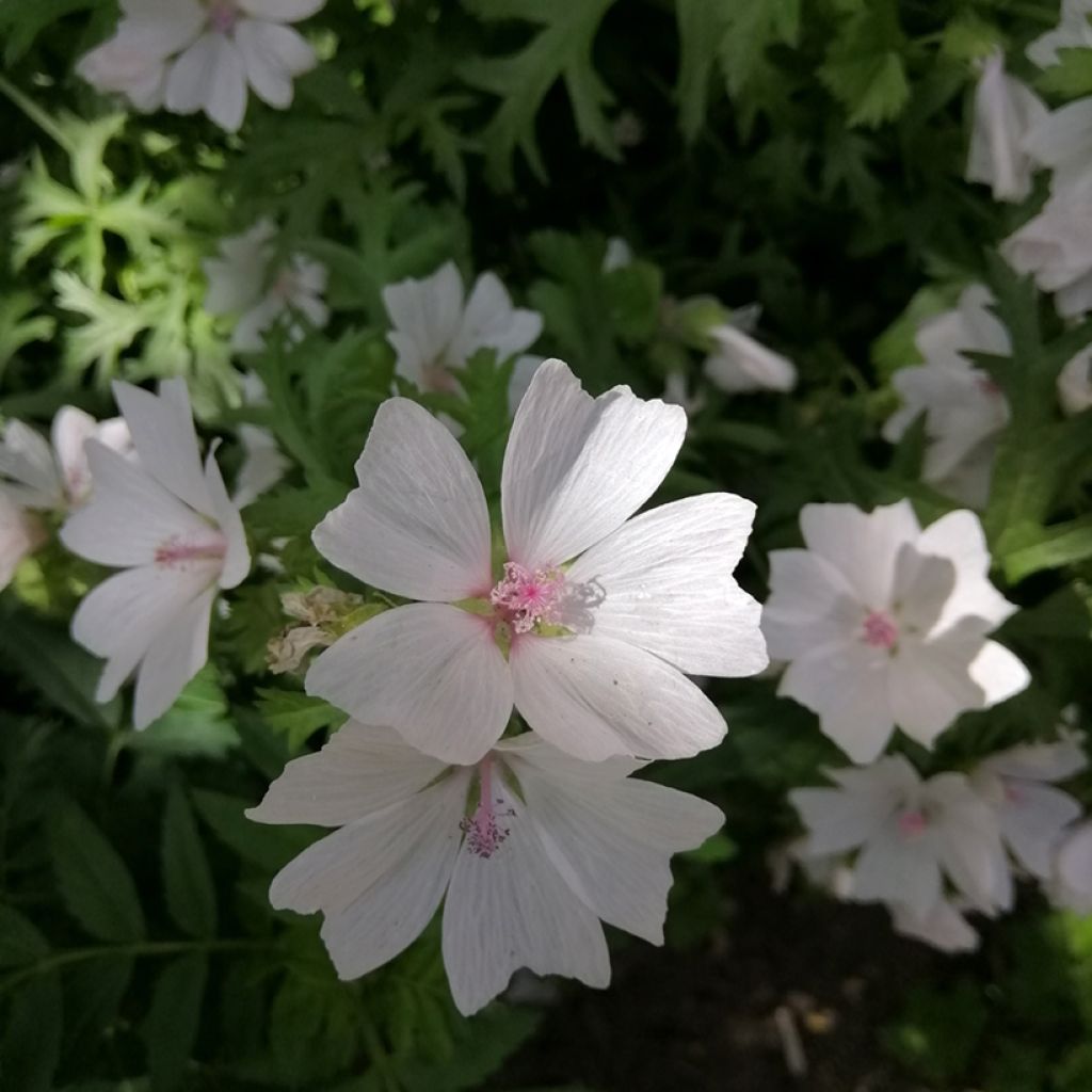 Malava moscada Alba - Malva moschata