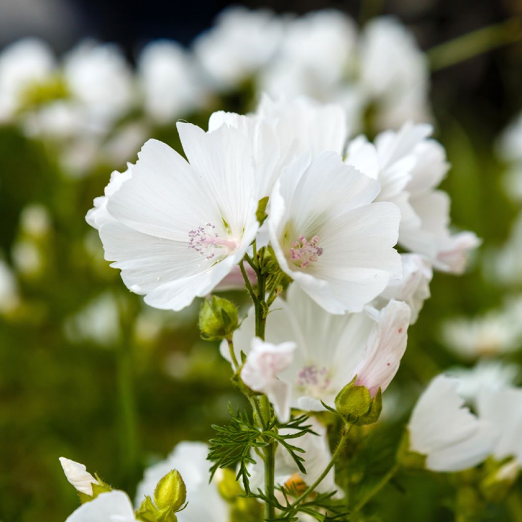 Malava moscada Alba - Malva moschata