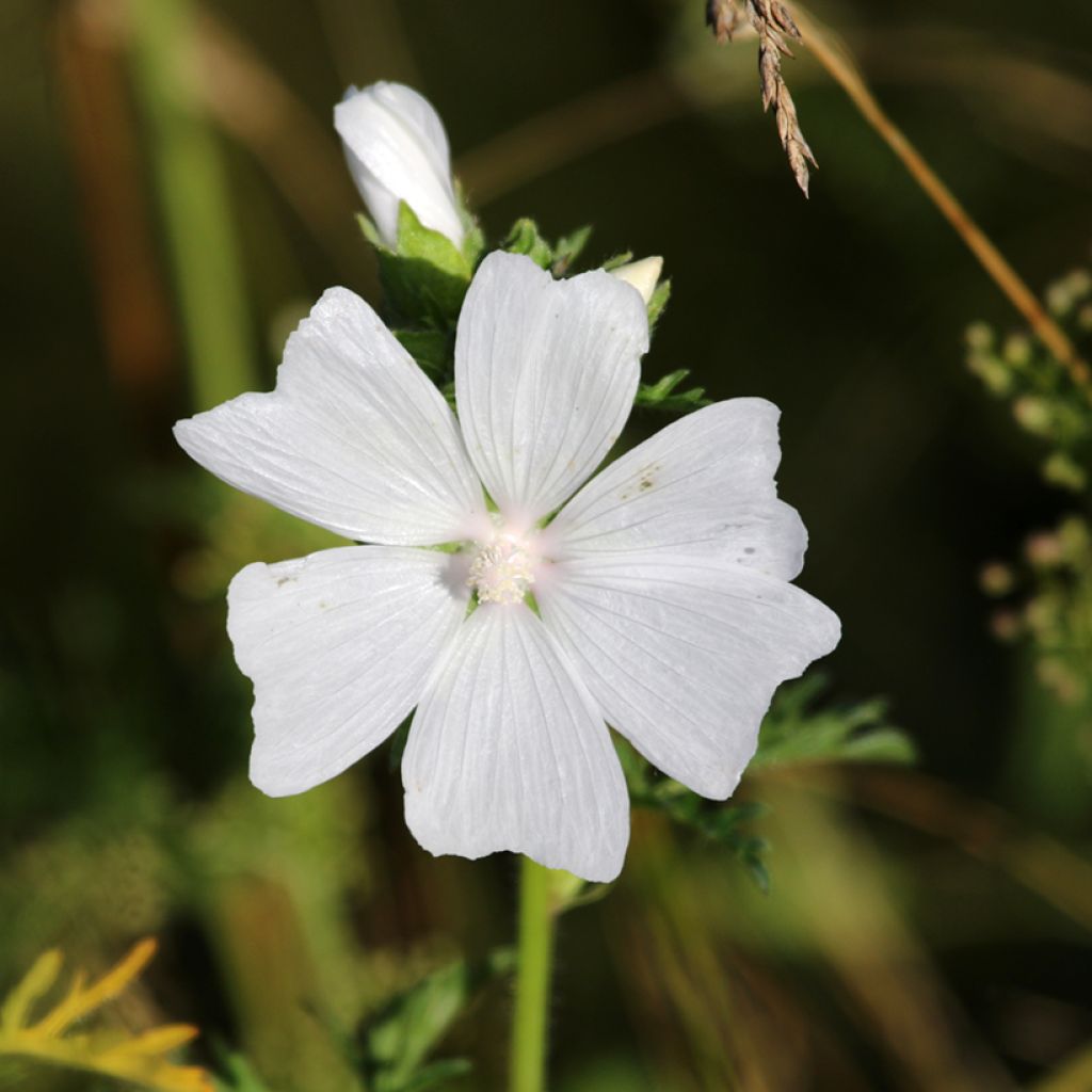 Malava moscada Alba - Malva moschata