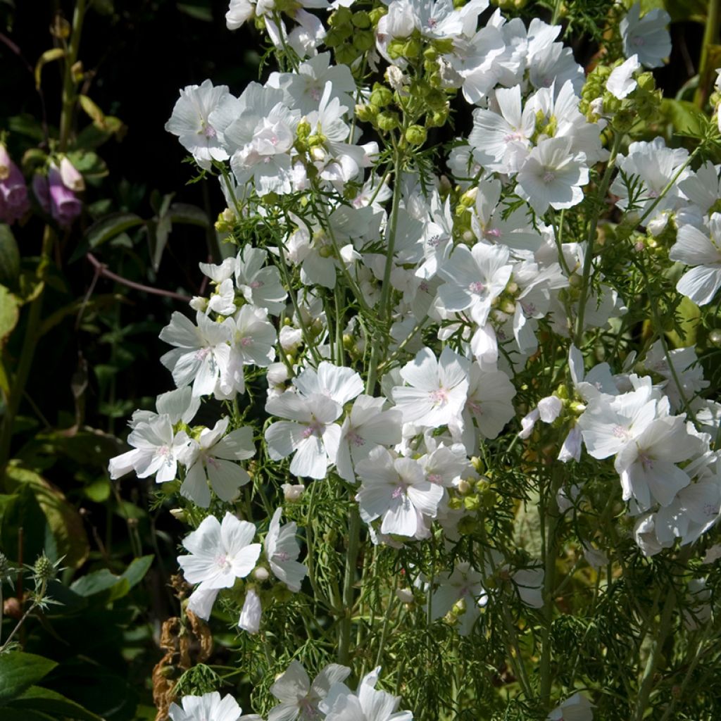 Malava moscada Alba - Malva moschata