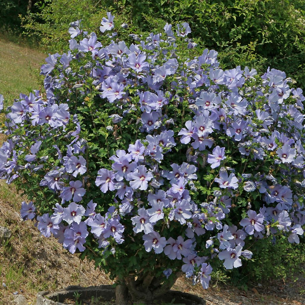 Mauve en arbre - Hibiscus syriacus Azurii