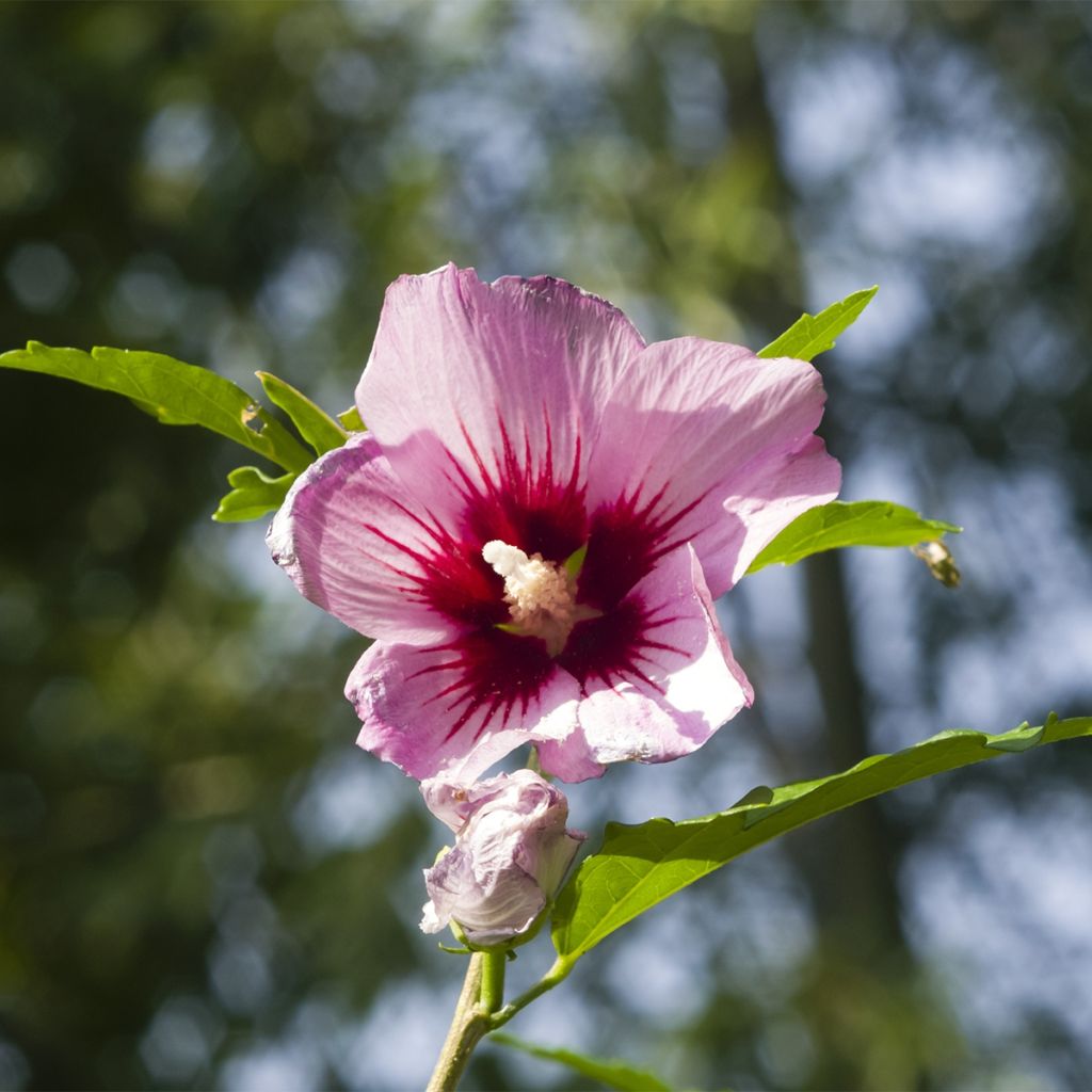 Mauve en arbre - Hibiscus syriacus Rosso