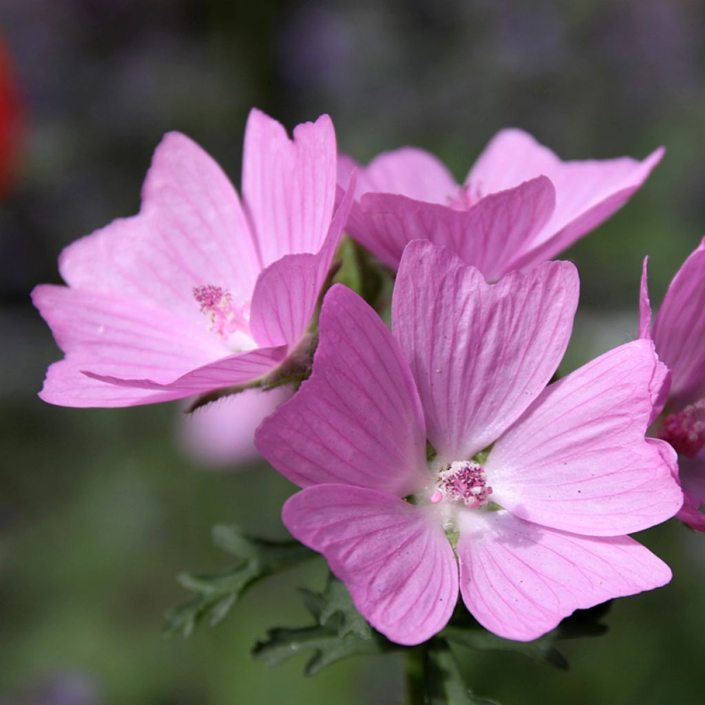 Malava moscada rosea - Malva moschata