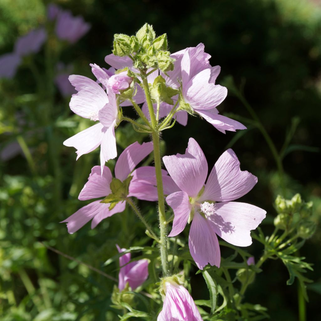 Malava moscada rosea - Malva moschata