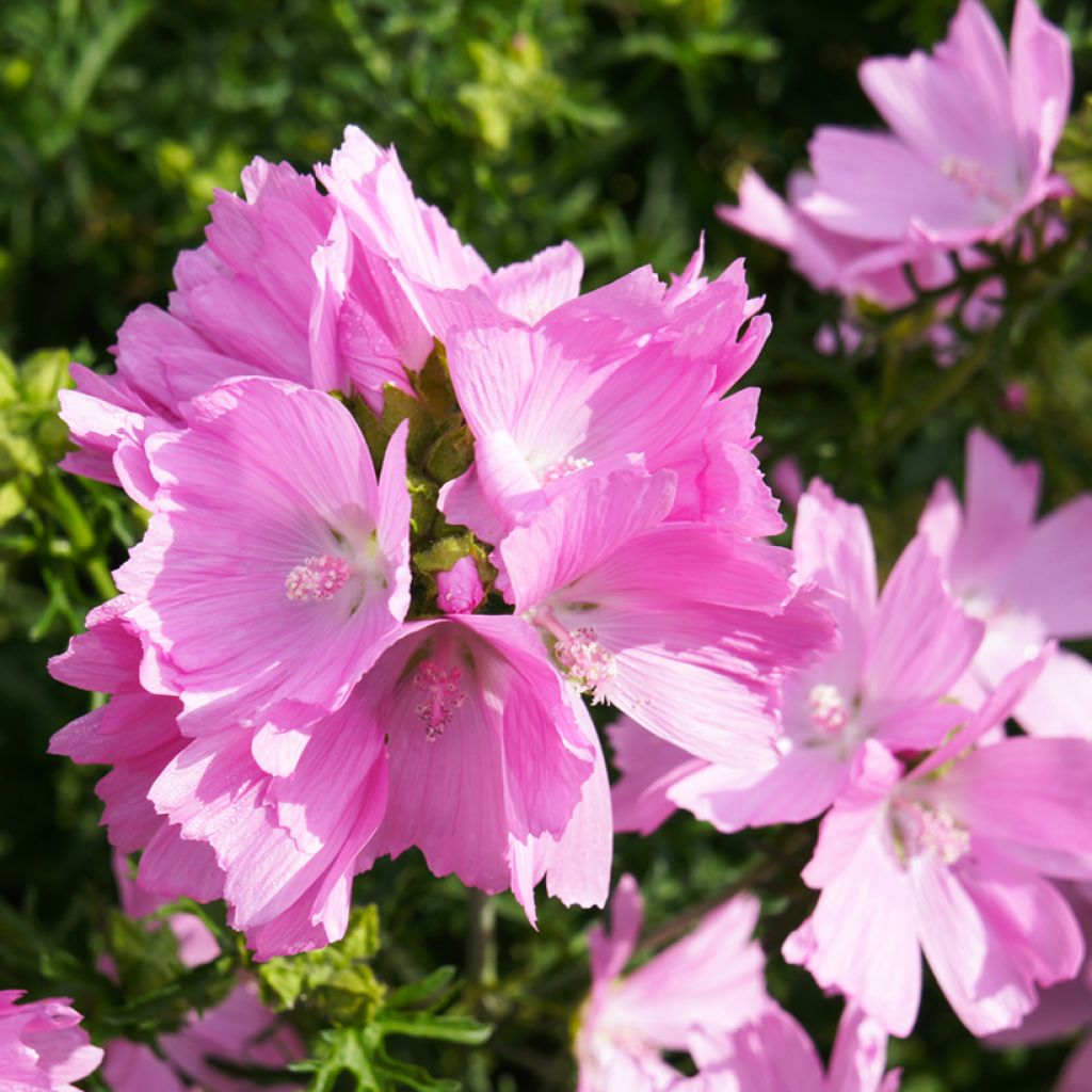 Malava moscada rosea - Malva moschata