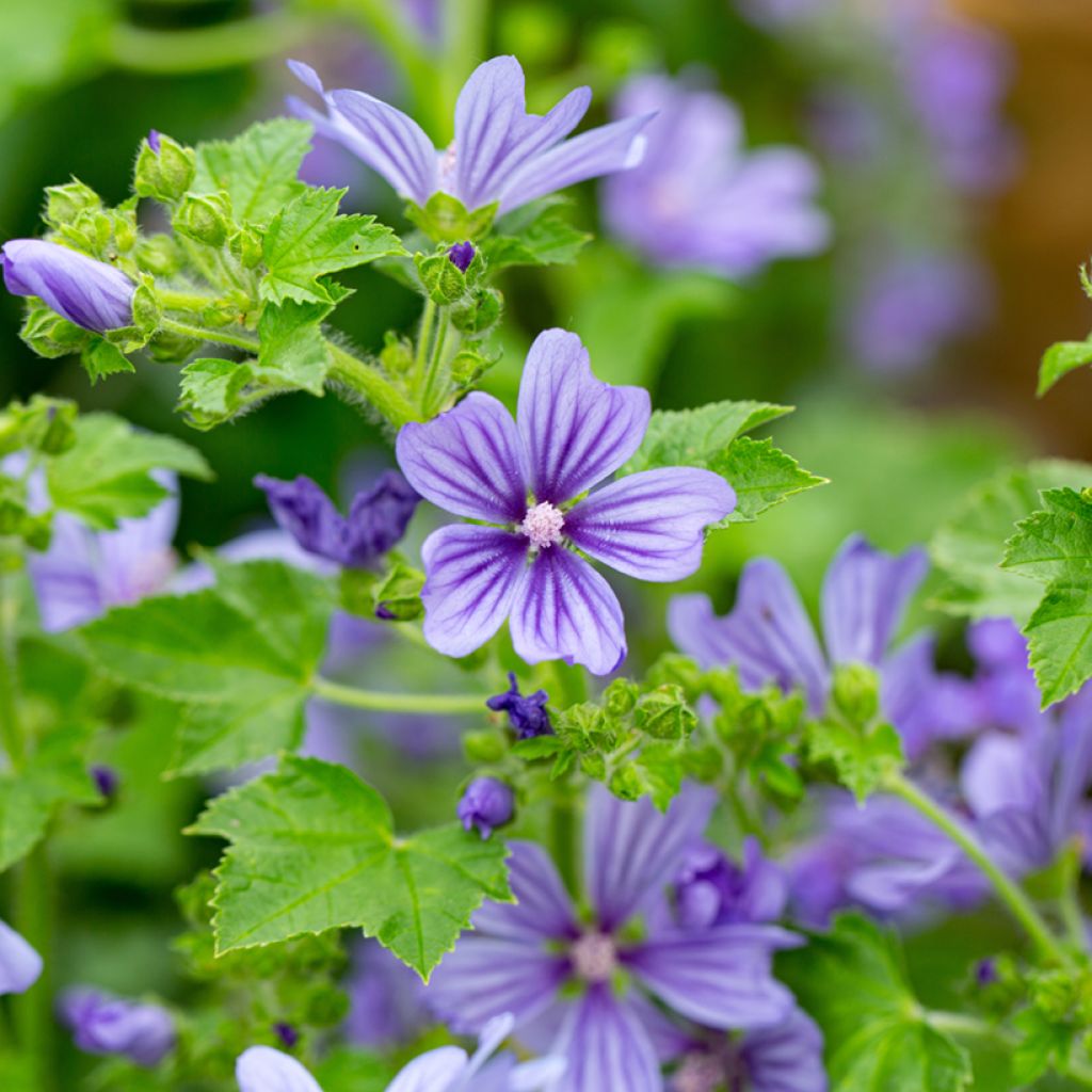 Malva común Primley Blue - Malva sylvestris