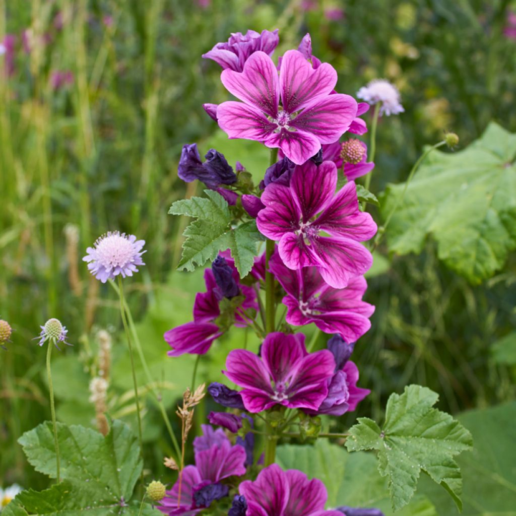 Malva común - Malva sylvestris