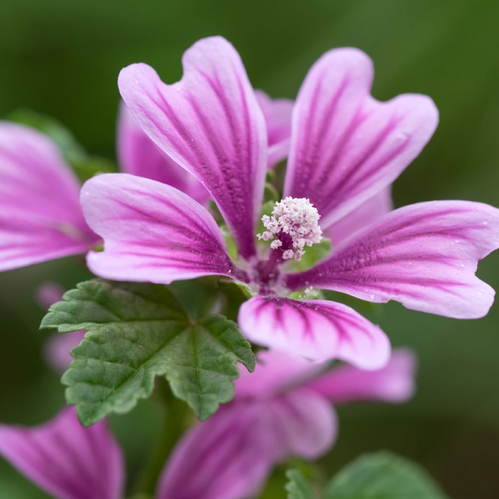 Malva común - Malva sylvestris