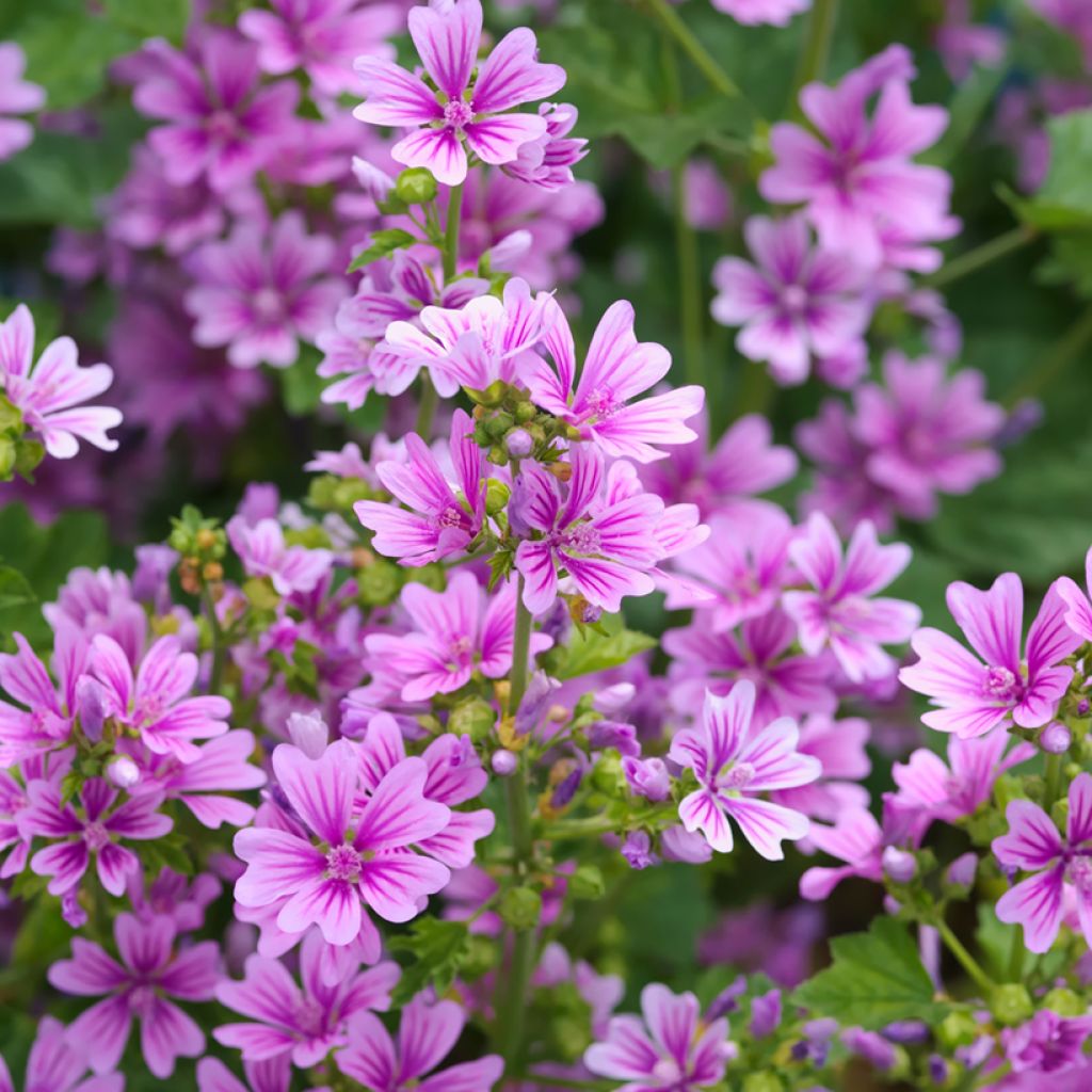 Malva común - Malva sylvestris