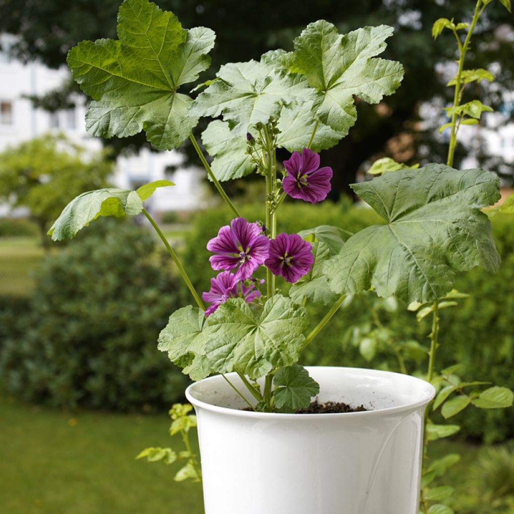 Malva común - Malva sylvestris