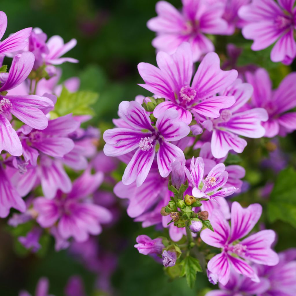 Malva común - Malva sylvestris