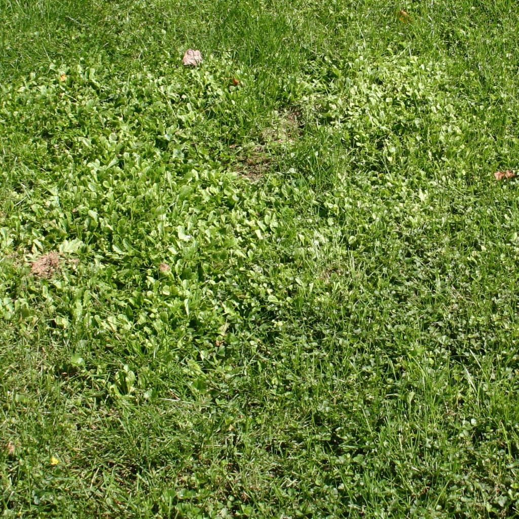 Mazus reptans - Mazus rampant.