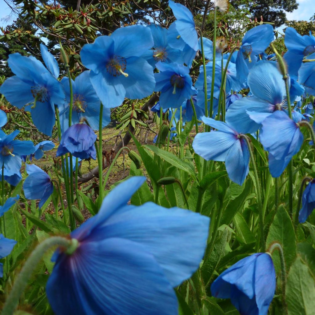 Pavot bleu de l Himalaya - Meconopsis betonicifolia