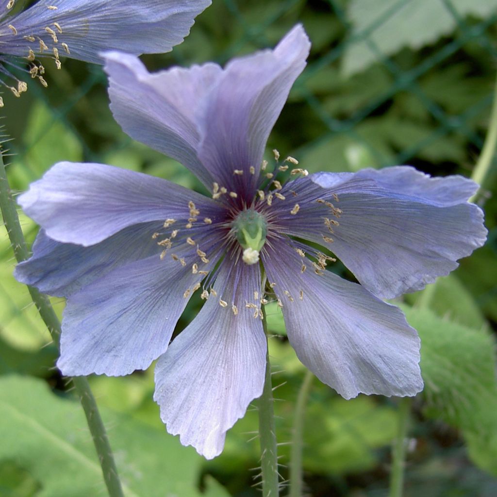 Pavot, Meconopsis horridula