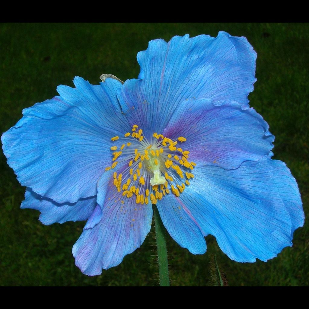 Meconopsis sheldonii Lingholm - Pavot bleu