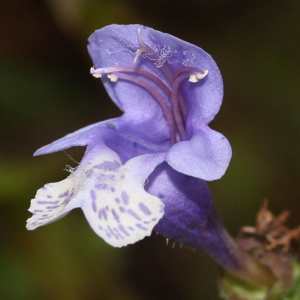 Meehania urticifolia