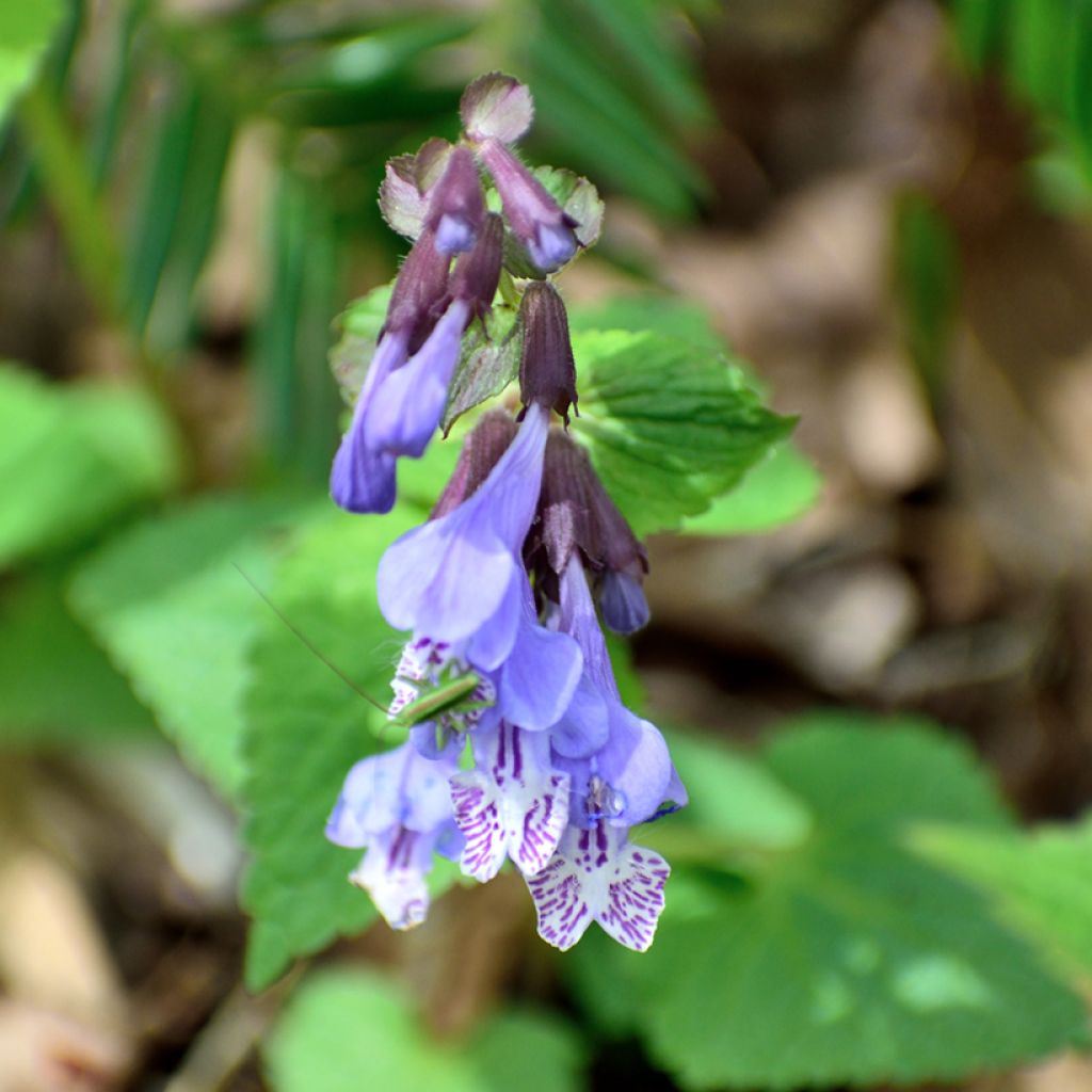 Meehania urticifolia Japan Blau